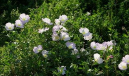 草麻豆,探寻古老植物的神奇功效与养生之道